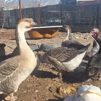 قوغاز|حیوانات مزرعه|نیشابور, مازول|دیوار