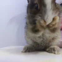 واگذاری بچه خرگوش مینیاتوری