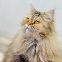 گربه پرشین ماده