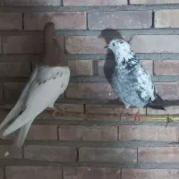 کبوتر|پرنده|گرمی, |دیوار