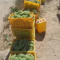 کاریگر‌‌انگور‌ و‌ لوبیا‌چیدن‌