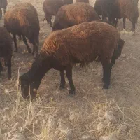 قیمت