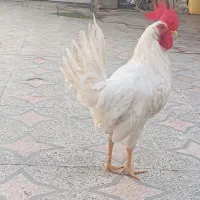 خروس
