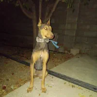 سگ دوبرمن بلوطی