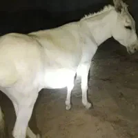 خر خوب بچه خوبی هم هست