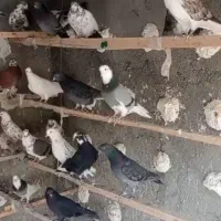 کبوتر تهرانی|پرنده|شهریار, شهریار|دیوار