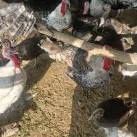 بوقلمون فروشی