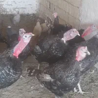 بوقلمون نر و ماده محلی ارگانیک(رسمی)