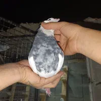 کفتر تکدم کاکلی