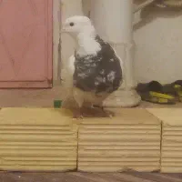 طوقی نر|پرنده|کرمانشاه, |دیوار