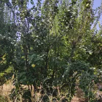 ۳۸۵متر کلنگی/معلم/شمالی/چهار طبقه پروانه