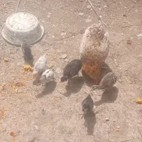 ۱عدد مرغ  جوجه دار