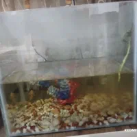 آکواریوم ارزان به خریدار واقعی تخفیف می دم