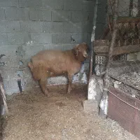 فروش بره نر