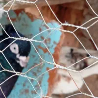 جراحی|پرنده|چمران, |دیوار