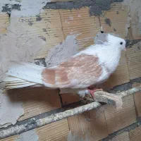 شازده نوک ریز