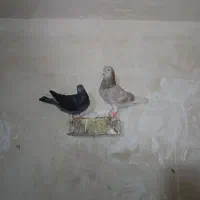 کبوتر