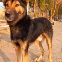 سگ ژرمن نگهبان