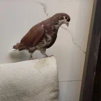 شهری|پرنده|خرمشهر, |دیوار