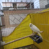 فروش قناری ماده سفید