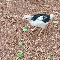 جوجه مرغ و خروس گلین اصل|حیوانات مزرعه|شیراز, شهرک گلستان|دیوار