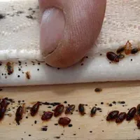 سمپاشی.سم پاش صددرصد تضمینی حشرات ساس سوسک و..‌‌