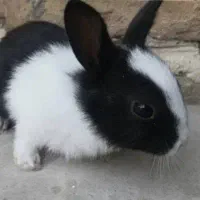 خرگوش خونگی|موش و خرگوش|امیدیه, |دیوار