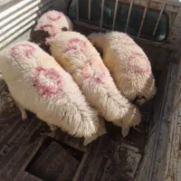 بره‌نر