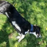 border collie