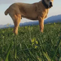 توله خراسانی ۸ ماهه جنس دار