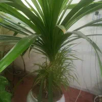 گل برگ خنجری پاندانوس