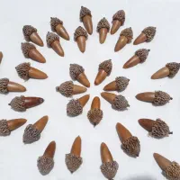 بلوط خشک تزئینی