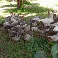 غاز محلی و قو غاز