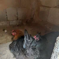 مرغ کرک یک میلیون تومان