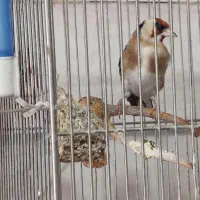 سهره چونه سفیدنر