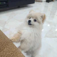 پامرانین خرسی