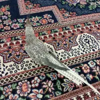 طوطی ماده آماده|پرنده|بروجرد, |دیوار