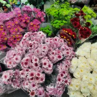 جشنواره داوودی فقط ۳۰ داوودی مینیاتور /کرزنتیا