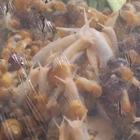 حلزون طبی آلبینو