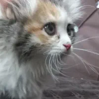 واگذار گربه خانگی