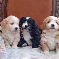 سگ شیتزو بسیار زیبا|سگ|تهران, الهیه|دیوار