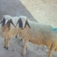 بر ه نر|حیوانات مزرعه|سرپل ذهاب, |دیوار