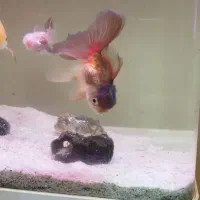 ماهی گلدفیش|ماهی|شیراز, فرهنگیان|دیوار