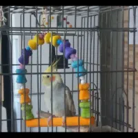 فروش عروس هلندی|پرنده|کرج, کرج نو|دیوار