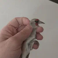 سهره کرمانی نر