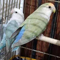 یک جفت طوطی کوتوله مولد تخم گذاشتن|پرنده|کرمان, |دیوار