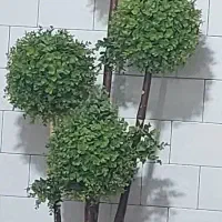 گل‌های زیبا