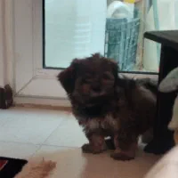 سگ شیتزو کوچولو 10سانتی|سگ|فولادشهر, مسکن مهر فولادشهر|دیوار