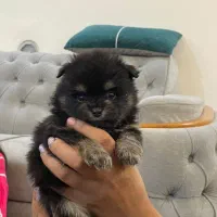 توله پامر ۲ماهه|سگ|شیراز, حومه شیراز|دیوار