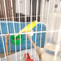 یک جفت قناری نرو ماده|پرنده|ساوه, |دیوار